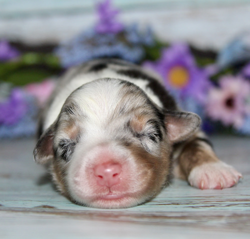 Tiny newborn puppy sleeping on a blue wooden surface with colorful flowers in the blurred background.