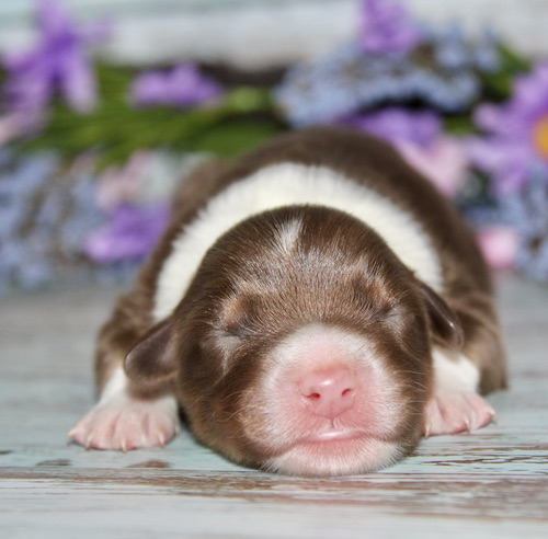 Brown and white newborn puppy sleeping on a light wooden floor with purple flowers blurred in the background.