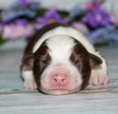 A newborn brown-and-white puppy sleeping on a wooden floor with a pink nose.