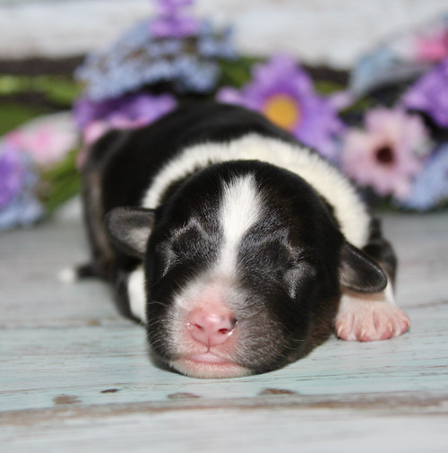Sleeping newborn puppy with black and white fur on a light blue wooden surface, pastel flowers in the background.