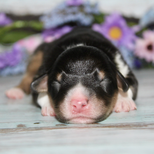 Newborn black, white, and tan puppy sleeping on a pale wooden floor with blurred colorful flowers in the background.