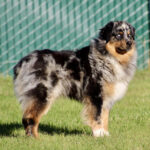 Fluffy Australian Shepherd standing on grass with a green chain-link fence behind it.
