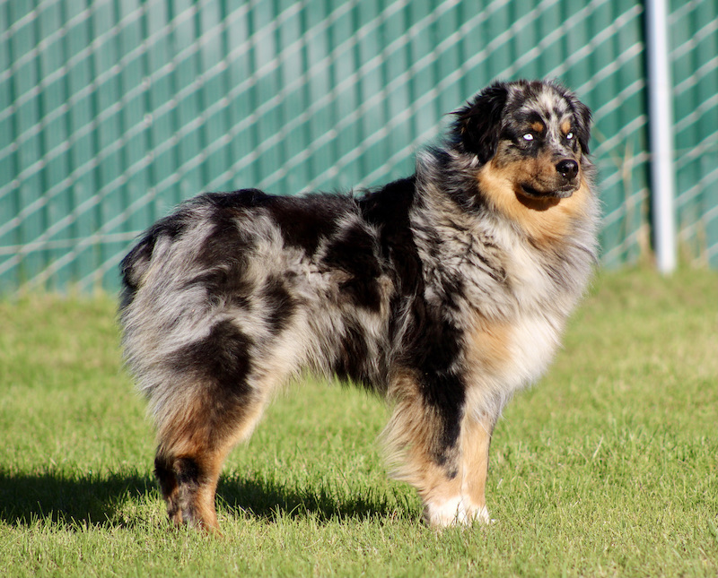 Australian Shepherd standing on a grassy yard with a green chain-link fence in the background, full-body view.