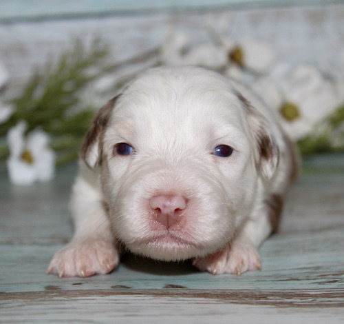 Close-up of a white puppy with pink nose and tiny paws on a light blue wooden floor, looking at the camera.