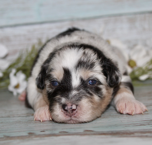 Tri-color newborn puppy (Australian Shepherd mix) sleeping on a pale wooden floor, eyes barely open, tiny pink nose visible.