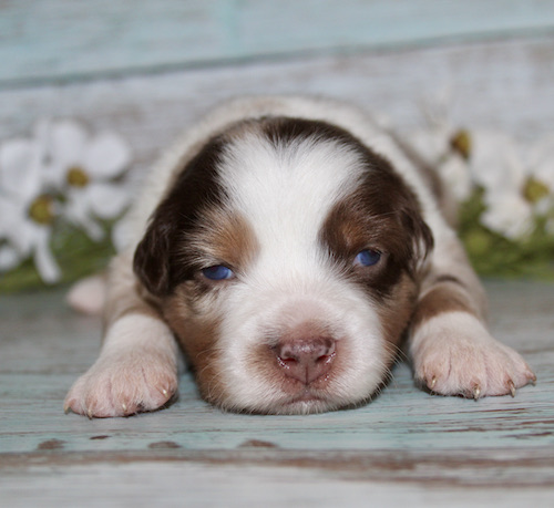 Brown-and-white puppy with blue eyes lying down on a weathered blue-green wooden floor, facing the camera.