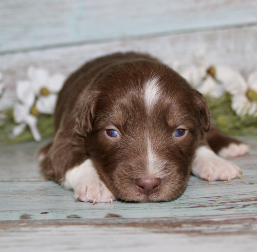 Brown and white puppy lying on a weathered blue wooden floor, looking at the camera.