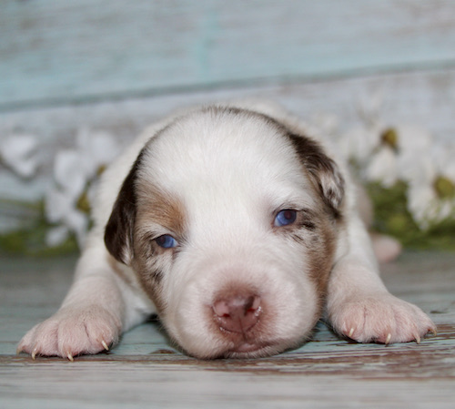 Sleepy puppy with blue eyes lying on a pale wood floor.