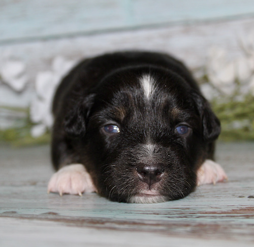 Sleepy black-and-white puppy lying on a weathered wooden floor, paws forward and nose near the camera.