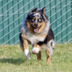 Australian Shepherd running toward the camera across a grassy yard, with a blue merle coat and a chain-link fence in the background.