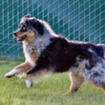 Dog running on green grass with a chain-link fence in the background.
