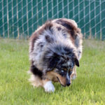 Merle-coated dog with blue eyes sniffing the grass near a chain-link fence in a sunny yard