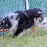 Australian Shepherd with a blue merle coat walking along a chain-link fence on a grassy area.