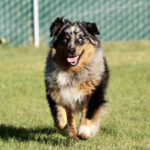 Happy Australian Shepherd running on grass toward the camera with tongue out, near a chain-link fence behind her.
