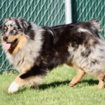 Blue merle Australian Shepherd running on grass beside a green chain-link fence, tongue out; appears excited or happy.