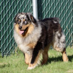 Australian Shepherd with a fluffy black, white, and tan coat walking on grass beside a green chain-link fence, tongue out as it enjoys the day.