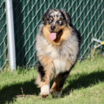 Australian Shepherd running toward the camera on a grassy lawn with tongue out
