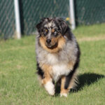 Australian Shepherd walking toward the camera on a grassy field, with a chain-link fence in the background.