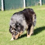 Fluffy black, gray, and tan dog sniffing the grass in a sunny yard with a chain-link fence in the background.