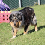 Australian Shepherd‑type dog walking toward the camera on a sunny green lawn with a red play structure in the background