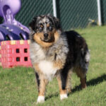 Australian shepherd mix standing on grass with a red toy structure and purple playground equipment in the background, outdoors on a sunny day