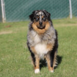 Australian Shepherd sitting on a grassy field with a green fence in the background, facing the camera on a sunny day.