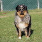 Australian Shepherd standing on green grass with a chain-link fence in the background.