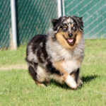 Australian Shepherd running on a grassy field with a chain-link fence in the background
