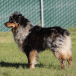 Blue merle Australian Shepherd standing on a grassy field with a chain-link fence in the background.