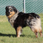 Fluffy Australian Shepherd standing on grass, facing the camera with a green chain-link fence in the background.