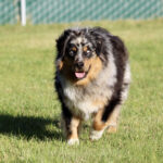 Australian Shepherd running toward the camera on a grassy field, tongue out, smiling expression