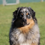 Australian Shepherd with one blue eye and one brown eye sitting on green grass outdoors.