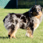 Australian shepherd standing on a grassy lawn with a green fence in the background, facing the camera.