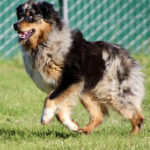 Australian Shepherd running across a grassy field with a green chain-link fence in the background.
