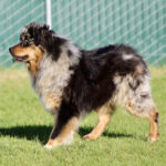 Fluffy Australian Shepherd walking on a grassy field with a chain-link fence in the background.