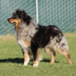 Australian Shepherd standing on a grassy field with a green chain-link fence in the background, looking to the left.