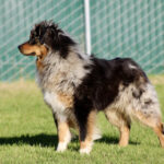 Australian Shepherd mix standing in a grassy field with a green chain-link fence in the background, in profile view.