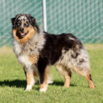 Australian Shepherd mix standing on grass outdoors, tongue out, with a green chain-link fence in the background.