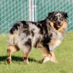 Australian Shepherd mix standing on green grass with a chain-link fence behind, looking at the camera and smiling.