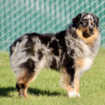 Fluffy dog standing on green grass with a blue-green chain-link fence in the background.