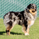 Australian Shepherd standing on grass with a chain-link fence in the background, looking off to the right.