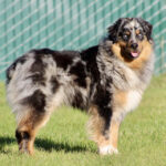 Australian Shepherd standing on a grassy field with a green chain-link fence in the background, looking at the camera with tongue out.