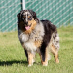 Australian Shepherd-like dog standing on grassy field with a teal fence behind, mouth open and tongue out