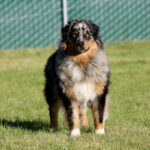 Australian Shepherd standing on a grassy field with a green chain-link fence in the background, facing the camera.