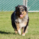 Australian Shepherd running toward the camera on a sunny grassy field, tongue out, with a green fence in the background.