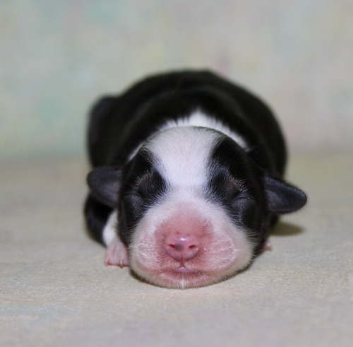 Newborn black-and-white puppy sleeping on a pale blanket, pink nose visible