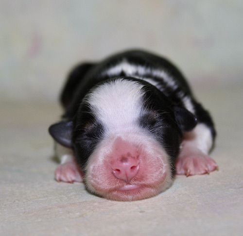 Newborn black-and-white puppy sleeping on a light blanket, facing the camera with a pink nose and tiny paws visible.