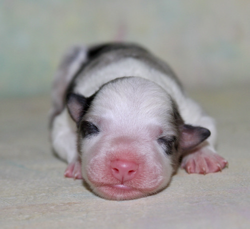 Newborn puppy sleeping on a soft surface with a pink nose and tiny paws visible.