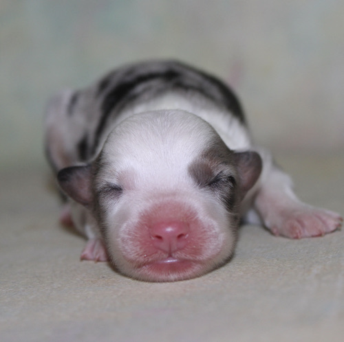 Newborn puppy sleeping on a soft surface, with pink nose and tiny closed eyes.