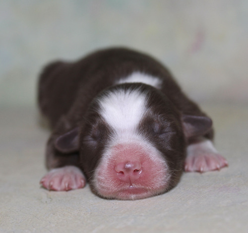 Newborn brown and white puppy sleeping on a soft blanket, pink nose and paws visible.